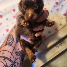 Frito - Chocolate and tan male Pomeranian puppy in Tyner, Kentucky from Tanner's Majestix Kennels