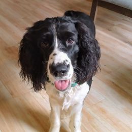Tilly - English Springer Spaniel