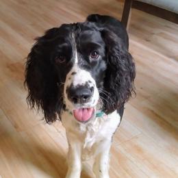 Tilly - English Springer Spaniel