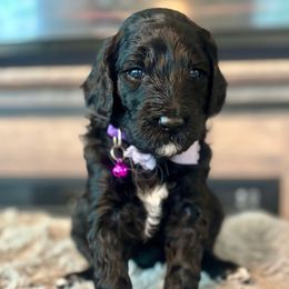 Prada - Black and white female Bernedoodle puppy in San Antonio, Texas from Pyper Bernedoodles SATX