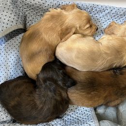Dachshund Puppies from Lakeshore Dachshunds