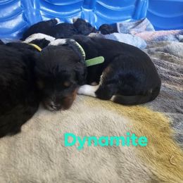 Bernedoodle Puppies from Joyful Pastures Homestead
