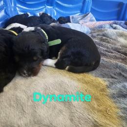 Bernedoodle Puppies from Joyful Pastures Homestead
