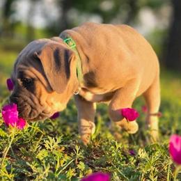Apollo - Gray and fawn male Cane Corso puppy in Bangs, Texas from HOUSE OF HALL CANE CORSOS