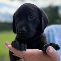 Black - Black male Labrador Retriever puppy in Dennis, Mississippi from Outlaw Ridge Kennels