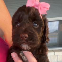 Anna - Chocolate female Goldendoodle puppy in Decatur, Texas from Scherrer Sweet Goldendoodles