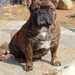 Morgan - French Bulldog