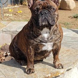 Morgan - French Bulldog