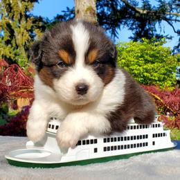 Bennett - Black tri-color male Australian Shepherd puppy in Olympia, Washington from Echelon Australian Shepherds