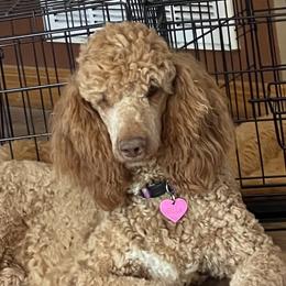 Bella - Poodle