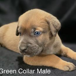 Formentino Male - Gray and fawn male Cane Corso puppy in Atlanta, Georgia from Cane Corso’s of Atlanta