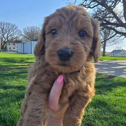 Emerald (Emmy) - Red  female Goldendoodle puppy in Red Oak, Iowa from Fisher Pups-Stay Golden with a Doodle