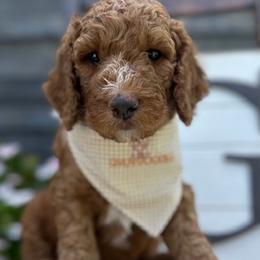 Tan Collar Boy - Red  Goldendoodle puppy in Los Alamitos, California from Given Doodles