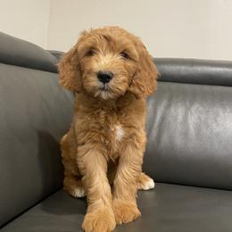 Double Doodle and Goldendoodle Puppies from GoldendoodlePaw