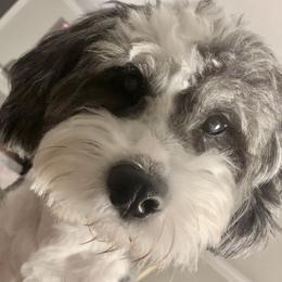 Ace - Bernedoodle