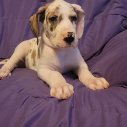 Great Dane Puppies from Miner's Dynamic Danes