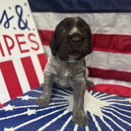 Geyser - Wirehaired Pointing Griffon puppy from Two Rivers Kennels - Wirehaired Pointing Griffons