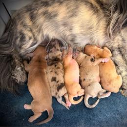 Birdie - Red female Dachshund puppy in Southwest Ranches, Florida from Breezy Florida Dachshunds