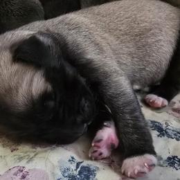Anatolian Shepherd Dog Puppies from Florida Anatolian Shepherds