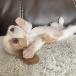 Bernedoodle, Cavalier King Charles Spaniel, Cavapoo, and Poodle Puppies from Dinky Doo Doodles