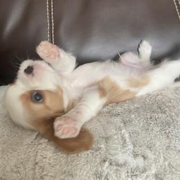Bernedoodle, Cavalier King Charles Spaniel, Cavapoo, and Poodle Puppies from Dinky Doo Doodles