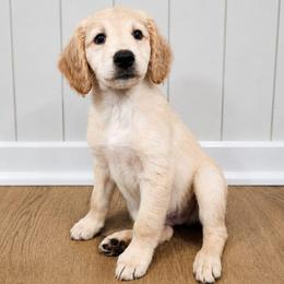 Wilmington- (Will) - Golden male Double Doodle puppy in Whitsett, North Carolina from Rock Creek Doodles NC