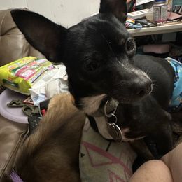 Hemi - Chihuahua