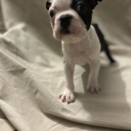 RASCAL - Black and white male Boston Terrier puppy in Ellicott City, Maryland from Thee Puppy Lady🐾