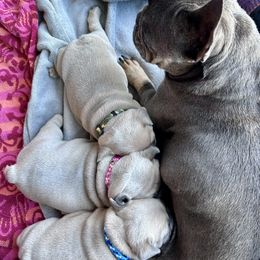 French Bulldog Puppies from Upcountry Frenchies