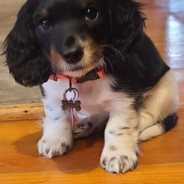Girl 2 - Black and tan Dachshund puppy in Missoula, Montana from Rocky Mountain Dachshunds