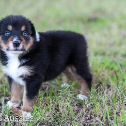 Mocha - Black tri-color male Australian Shepherd puppy in Stephenville, Texas from AW Standard Aussies