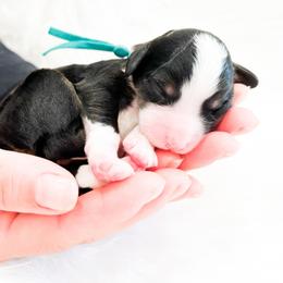 Bernedoodle, Goldendoodle, and Poodle Puppies from Teddy Doodles & Standard Poodles