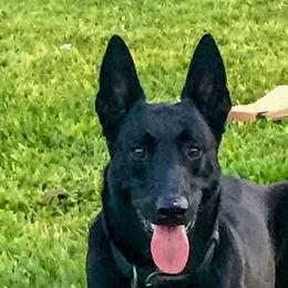 Pandora  - Belgian Malinois