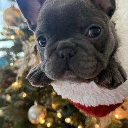 Sophie - Blue fawn female French Bulldog puppy in Mountain View, Missouri from MO Frenchie Kisses