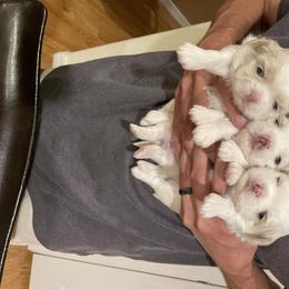 Shih Tzu Puppies from Wachowicz Shihtzu