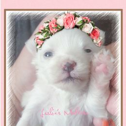 Maltese Puppies from Leslie's Maltese