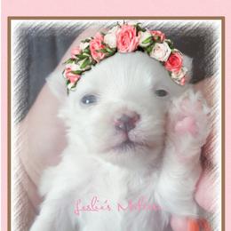 Maltese Puppies from Leslie's Maltese