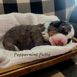 Bernedoodle and Irish Doodle Puppies from Willow-Be Doodles