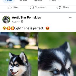 Pomsky Puppies from Arctic Star Pomskies