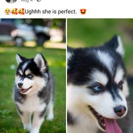Pomsky Puppies from Arctic Star Pomskies