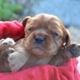 Cavalier King Charles Spaniel Puppies from Freeman's Royal Cavaliers