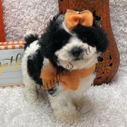 Scarlet - Parti female Poodle puppy in West Plains, Missouri from Puppies-4U