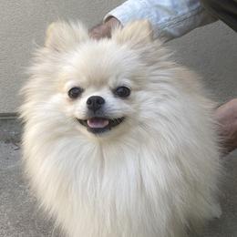 Sushi - Pomeranian