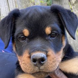 Goldie Hawn - Rottweiler puppy in Chesapeake, Virginia from Von Haus Wilkerson Rottweilers