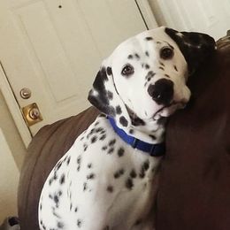 Dalmatians from Sami & Baxter’s Dalmatians