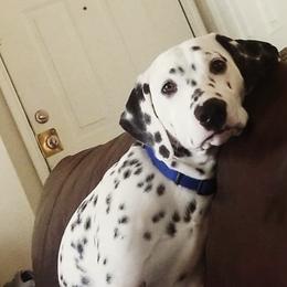 Dalmatians from Sami & Baxter’s Dalmatians