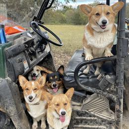 Karakachans and Pembroke Welsh Corgis from Rock Solid Ranch