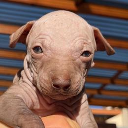 Latte - Chocolate female American Hairless Terrier puppy in Sacramento, California from Gold Rush Kennels