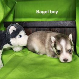Bagel boy - Blue male Pomsky puppy in Isanti, Minnesota from Magnum Pomskies