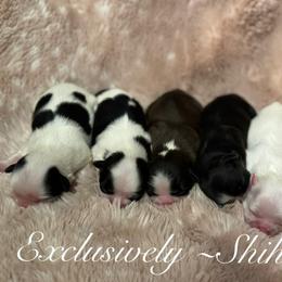 Shih Tzu Puppies from Exclusively Shih Tzu's LLC